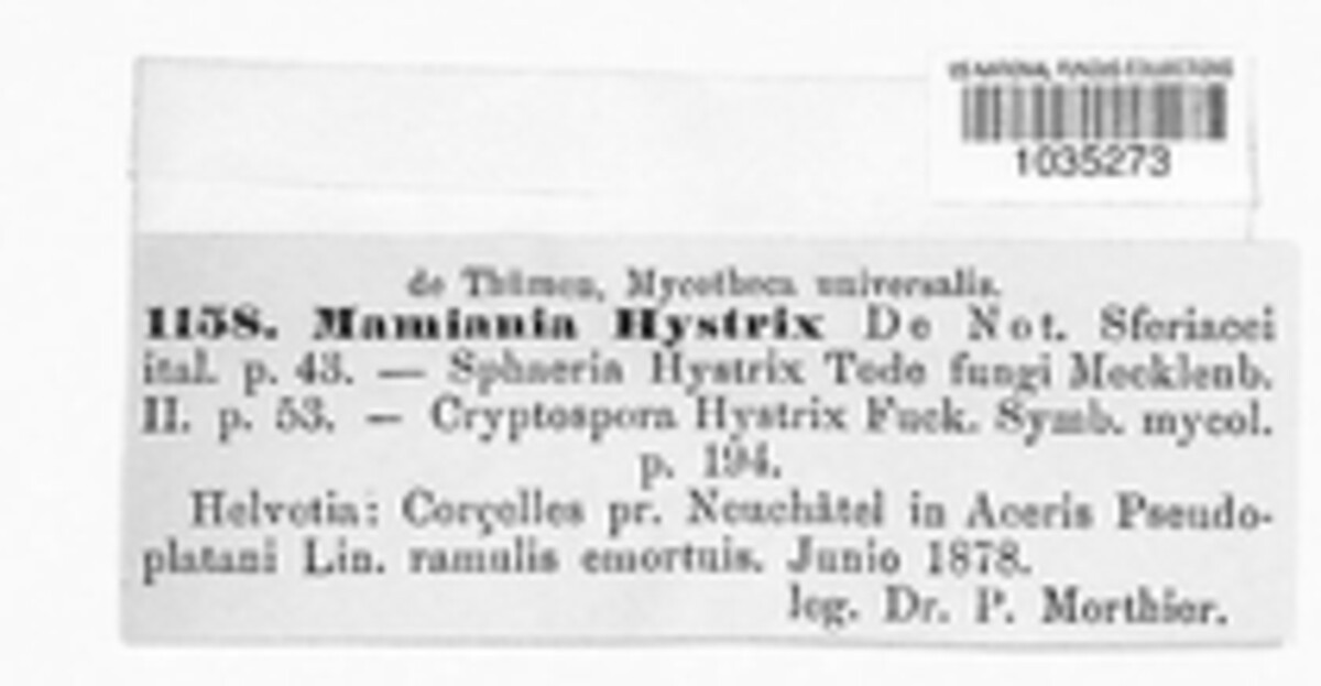 Mamiania hystrix image